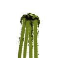 Load image into Gallery viewer, Refill - Signature Matcha – 50g
